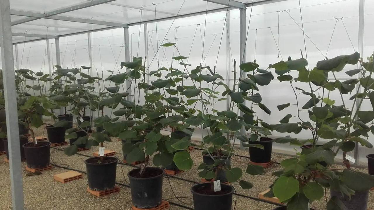 macfrut pirateria varietal fruticultura|Salone Vivaismo Macfrut 2023
